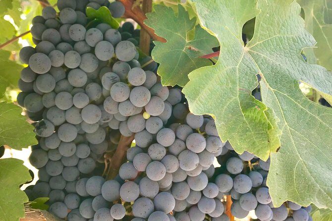 Napa and Sonoma Private Wine Tasting Tour and Luxury Car Service - Who Will Love This Tour?