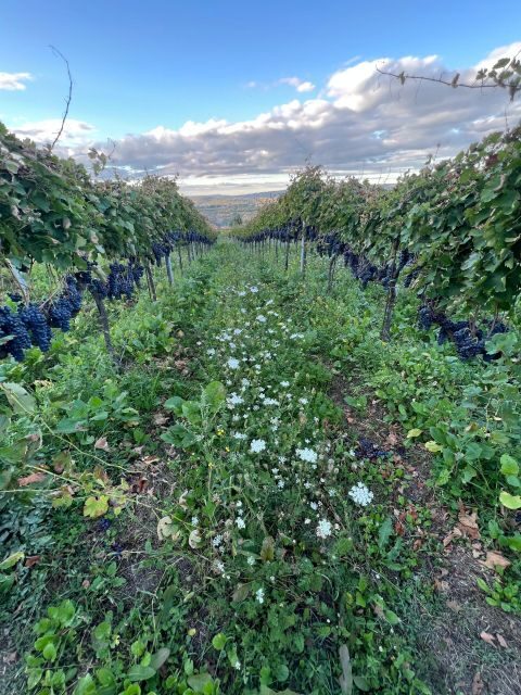 Napa: Hidden Gems Exploration with a Local Sommelière - Final Thoughts