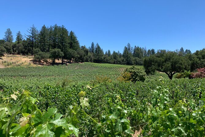 Napa & Sonoma Wine Tour | 6-8hr Private Fully Customized.*XL SUV - FAQ