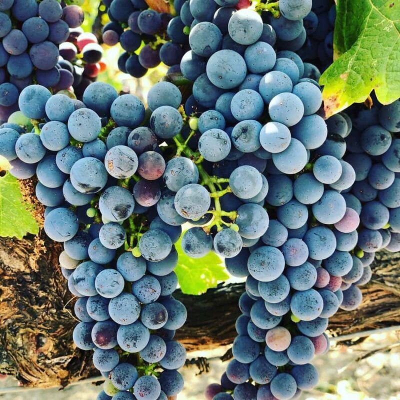 Napa Valley: Apex Limousine Transportation Tour - Introduction