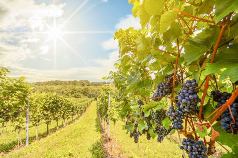 Napa Valley: Guided Wine Tour with Picnic Lunch - Key Points