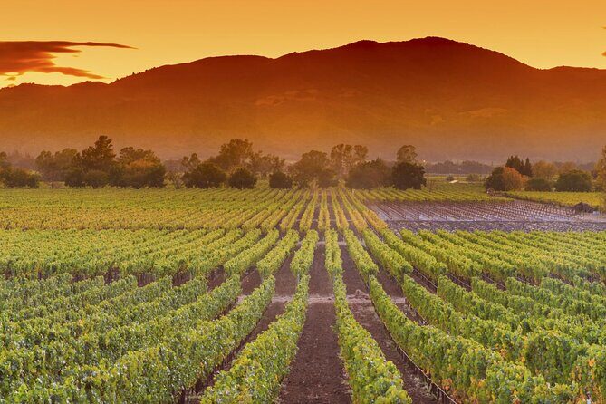 Napa Valley Wine Safari Tour Explore Wine Country's Hidden Gems - The Sum Up