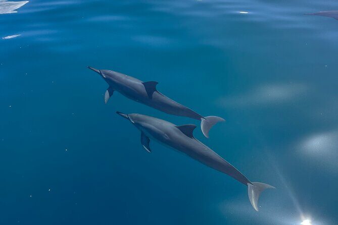 NaPali Boat Tour on the Amelia K - FAQs