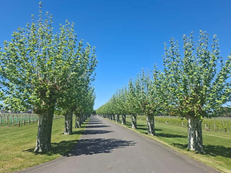Napier: Afternoon Winery Tour Tasting at 3 Great Wineries - The Sum Up