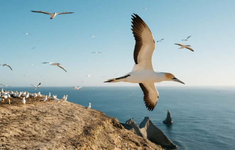 Napier: Cape Kidnappers Gannet, Nature & Sightseeing Tour - Who Is This Tour Best For?