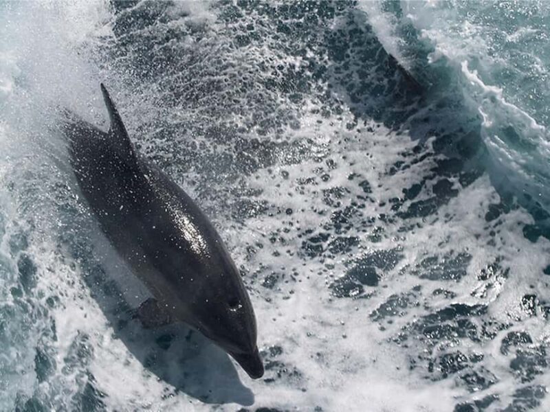 Naples: Catamaran Cruises with Wildlife Views - The Real Experience: What Travelers Say