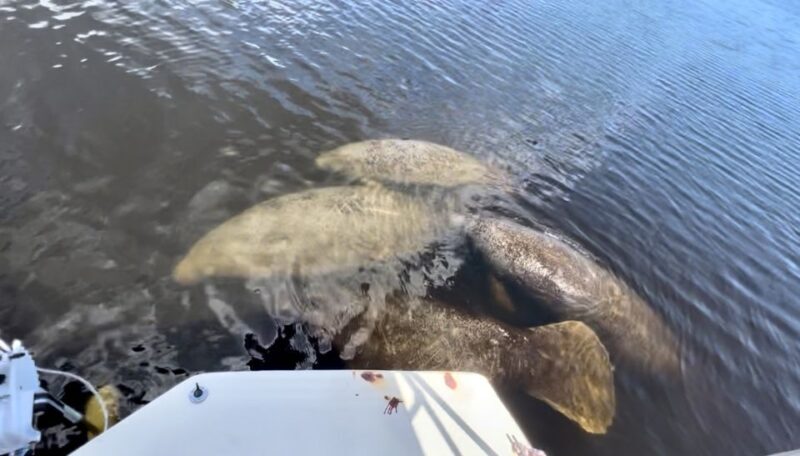 Naples, FL: Manatee, Dolphin, 10,000 Islands Beach Eco Tour - Frequently Asked Questions