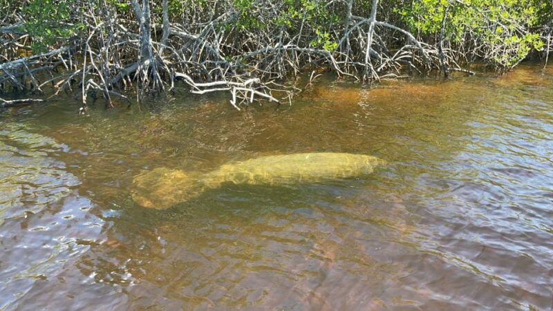 Naples, FL: Manatee Sightseeing and Wildlife Boat Tour - FAQ