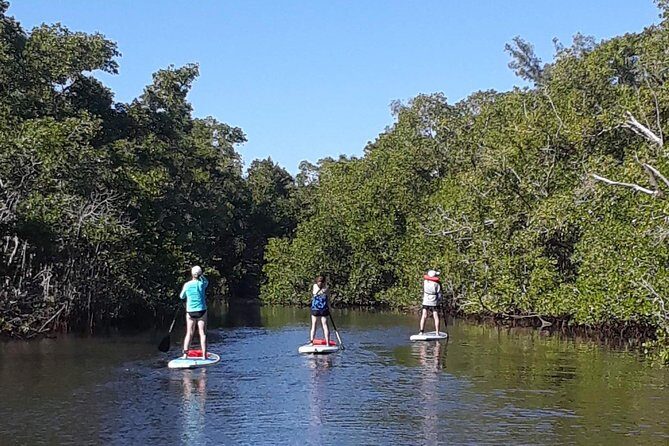 Naples Fl, Paddleboard Mangrove Forest Tour - What Some Travelers Say