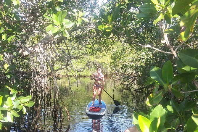 Naples Fl, Paddleboard Mangrove Forest Tour - Who Will Love This Tour?