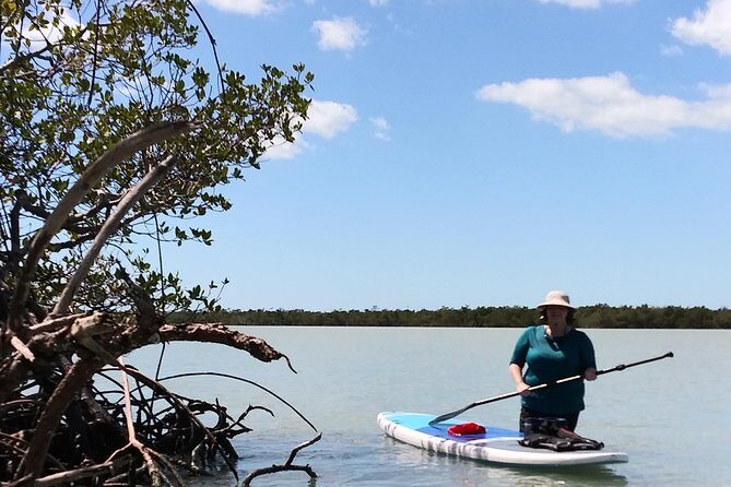 Naples Fl, Paddleboard Mangrove Forest Tour - Final Thoughts