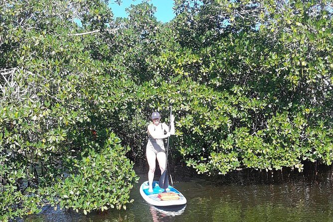 Naples Fl, Paddleboard Mangrove Forest Tour - FAQ