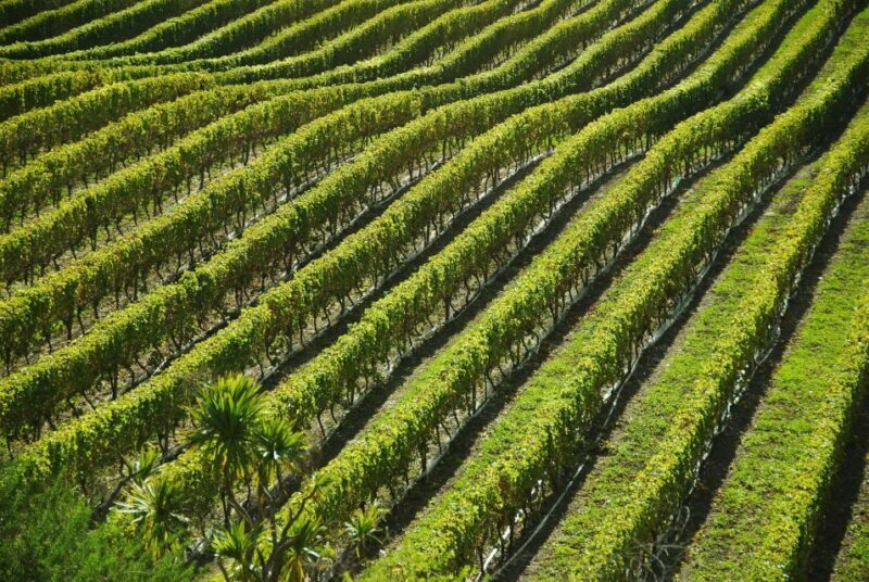 Naples: Mount Vesuvius Vineyard Tour w/ Lunch & Wine Tasting - Discover Italy’s Vineyards on Mount Vesuvius with a Tasting Tour