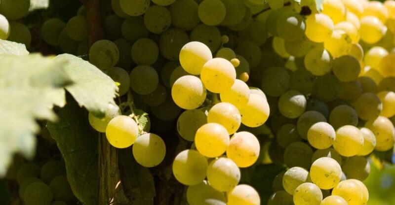 Naples: Mount Vesuvius Vineyard Tour w/ Lunch & Wine Tasting - Key Points