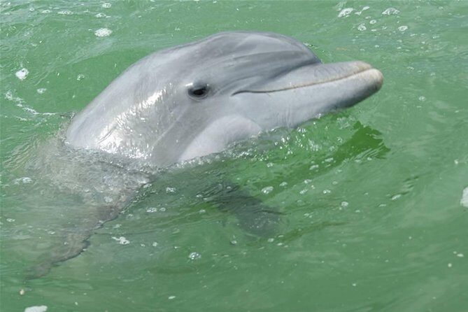 Naples Sightseeing Boat Tour - Who Will Love This Tour?