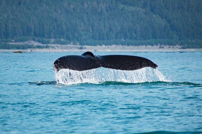 Narrated Whale Watching Cruise with Glacier View Stop - The Itinerary: What to Expect on Your Day
