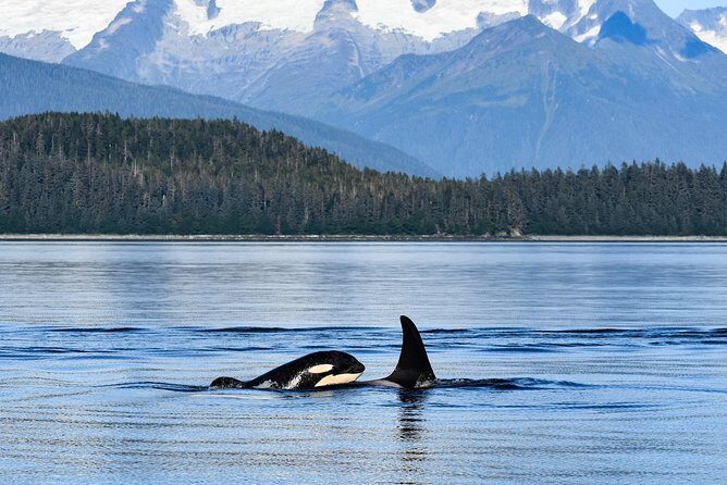 Narrated Whale Watching Cruise with Glacier View Stop - Practical Details: Pricing, Duration, and Group Size
