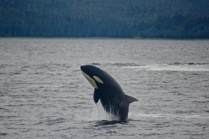 Narrated Whale Watching Cruise with Glacier View Stop - Final Thoughts: Is It Worth It?
