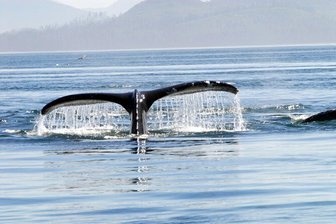 Narrated Whale Watching Cruise with Glacier View Stop - FAQs