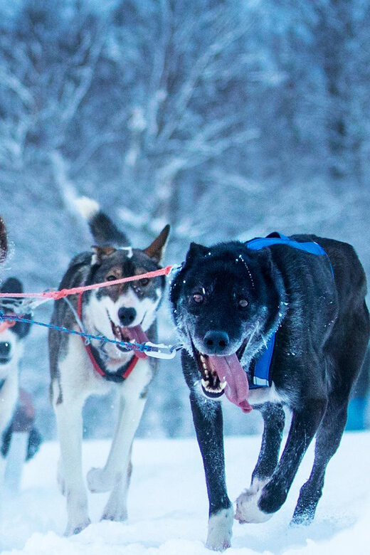 Narvik: Dog-sledding with Northern Lights Ceremony - Key Points