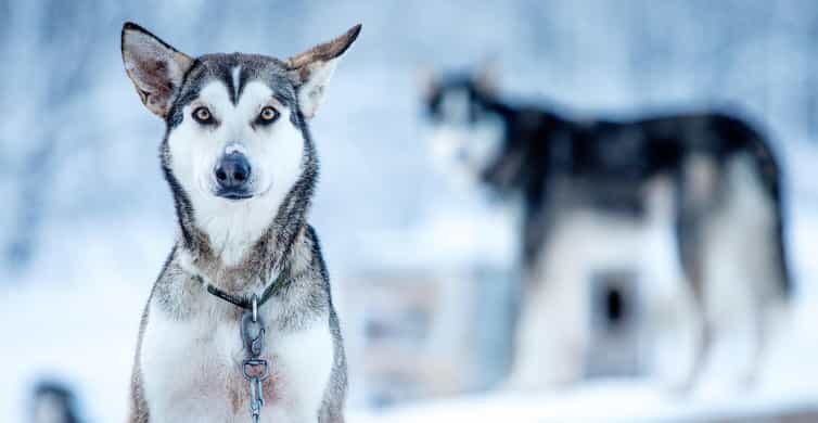 Narvik: Dog-sledding with Northern Lights Ceremony - An Honest Look at the Dog Sledding and Northern Lights Experience