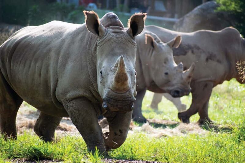 Nashville Zoo: Any-Day Admission Ticket - Final Thoughts