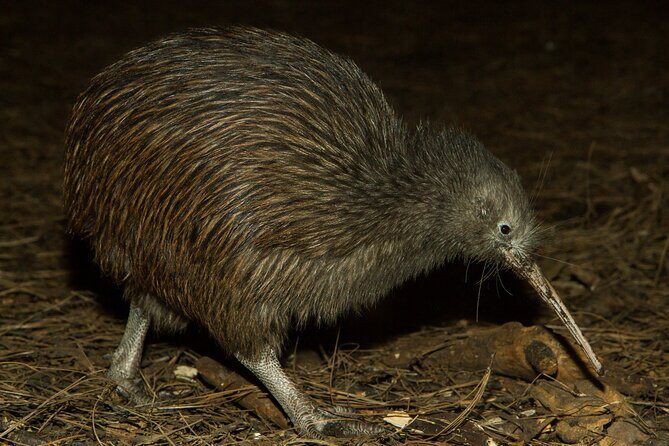 National Aquarium of New Zealand in Napier General Admission - What to Expect at the Aquarium