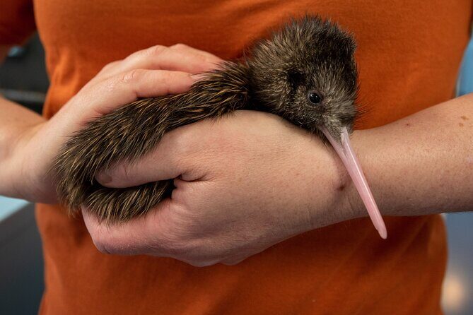 National Kiwi Hatchery - Kiwi Encounter Guided Tour - Why This Tour is a Must-Do for Some Travelers