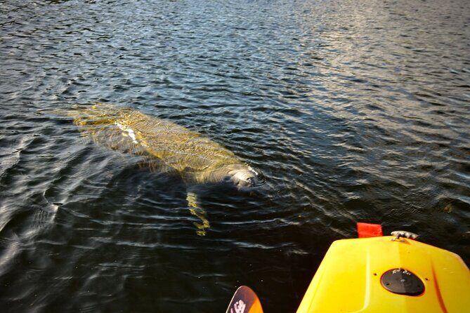 National Park Pedal Kayak Tours in New Smyrna Beach - The Experience of Wildlife and Photography