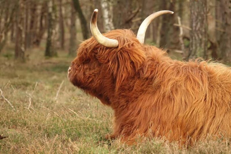 National Park Veluwe Guided Walk with Coffee and Cake - What Makes This Walk Special?