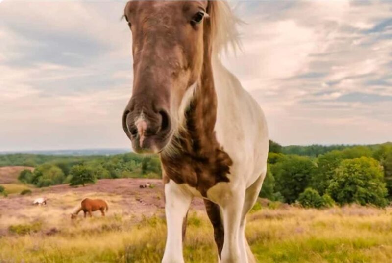 National Park Veluwe Guided Walk with Coffee and Cake - Scenic Spots and Viewpoints
