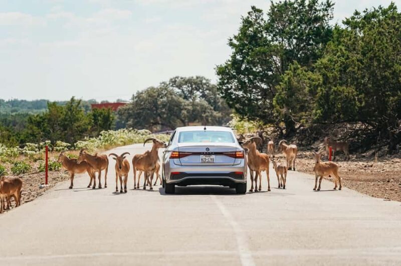 Natural Bridge Wildlife Ranch: Self-Guided Safari Drive-Thru - What to Expect on Your Visit