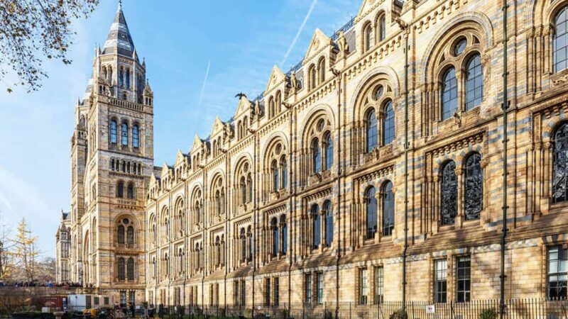 Natural Museum: Diplodocus to Blue Whale Wonders - Key Points