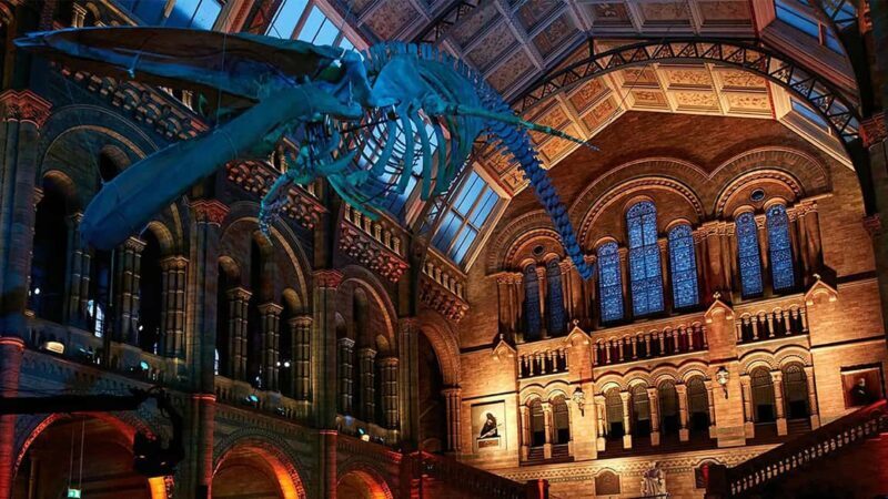 Natural Museum: Diplodocus to Blue Whale Wonders - Who Will Love This Tour?