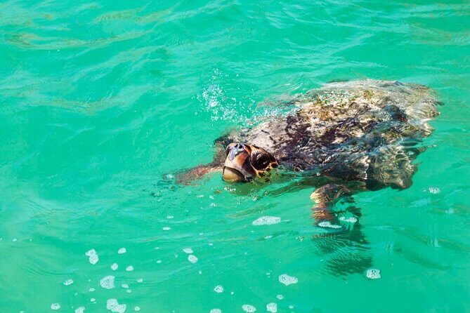 Nature Day, Sian Kaan Biosphere Tour! Round Transportation from Tulum City - What’s Included and What’s Not
