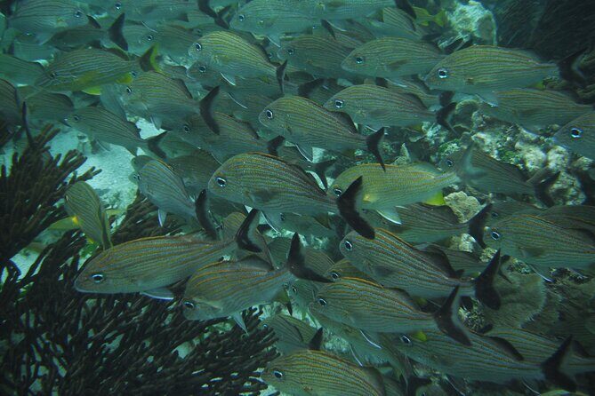 Nature Day, Sian Kaan Biosphere Tour! Round Transportation from Tulum City - Who Is This Tour Best For?