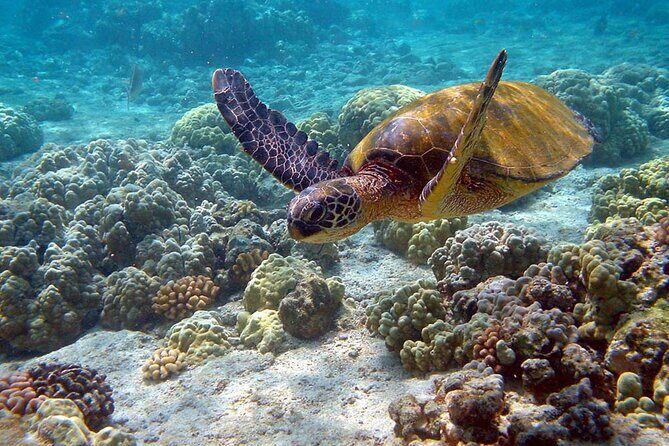 Nature Day, Sian Kaan Biosphere Tour! Round Transportation from Tulum City - FAQ