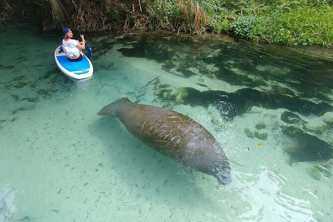 Nature & Island Exploration on SUP/Kayak - Exploring Miami’s Mangroves on SUP or Kayak: An Honest Look
