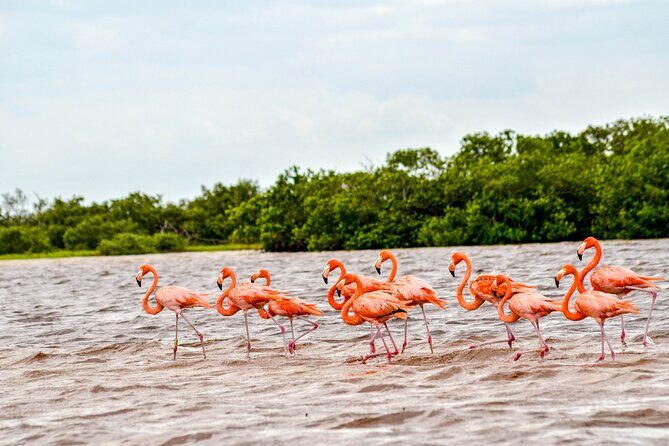 Nature tour by boat in the Natural Reserve in Río Lagartos - Exploring Río Lagartos’s Natural Reserve from the Water: An Honest Look
