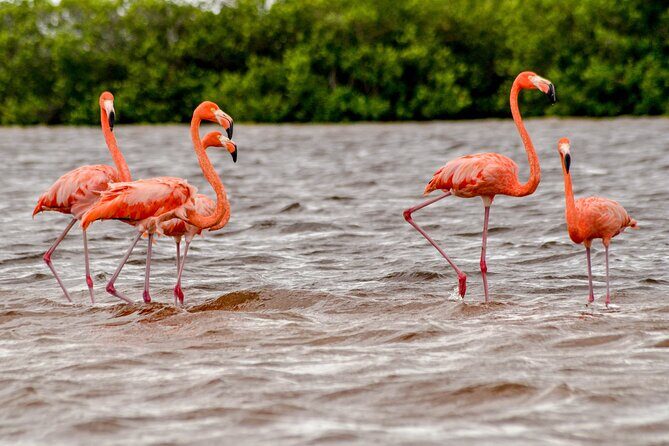 Nature tour by boat in the Natural Reserve in Río Lagartos - Who Will Love This Tour?