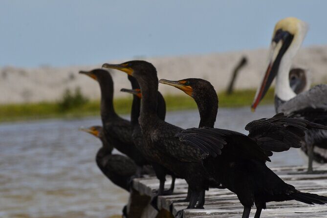 Nature tour by boat in the Natural Reserve in Río Lagartos - FAQs