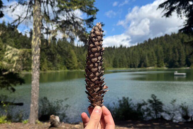 Nature Walk - Exploring Whistler’s Natural Side: A Deep Dive into the Nature Walk Tour