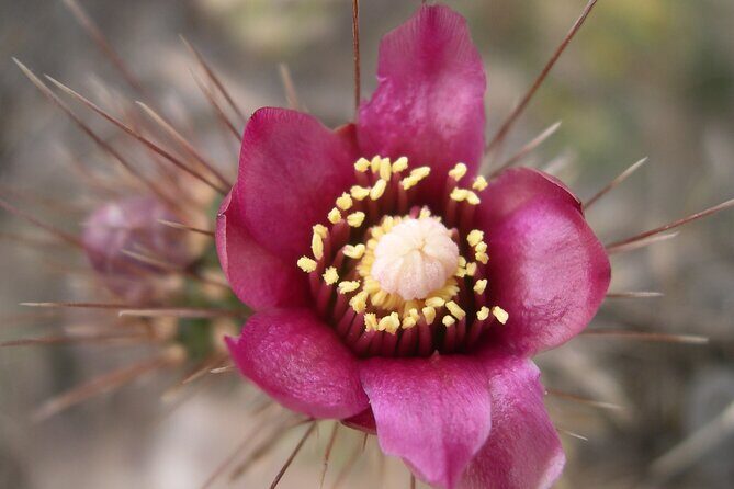 Nature Walk/Hike Tour near Disneyland: ID plants & wildlife - Final Thoughts