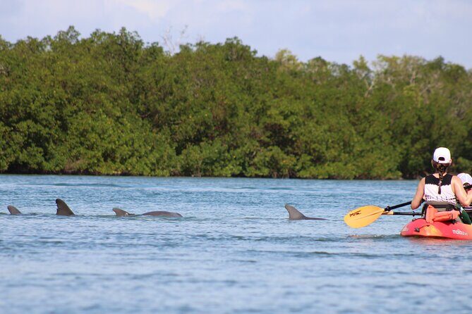 Nauti Exposures - Guided kayak tour through the Mangroves - Key Points