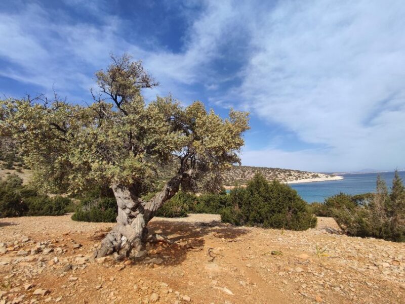 Naxos: Explore the cave of the unspoiled south-east coast! - What Do Past Participants Say?