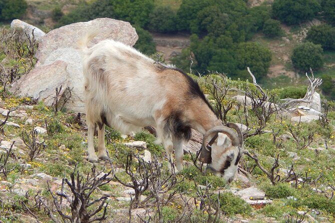 Naxos: Hike to the Top of the Cyclades - Mount Zas - Cancellation and Practical Details