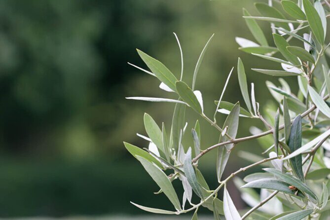 Naxos Mythology & Ancient Sites Tour with Tastings & Wine - Who Will Love This Tour?