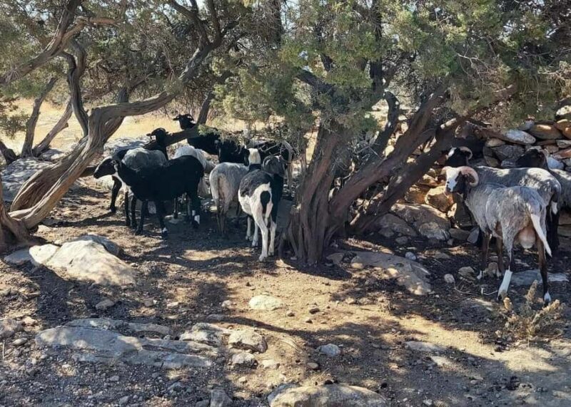 Naxos Private Cheese and Wine 6 Hour Experience - Final Thoughts