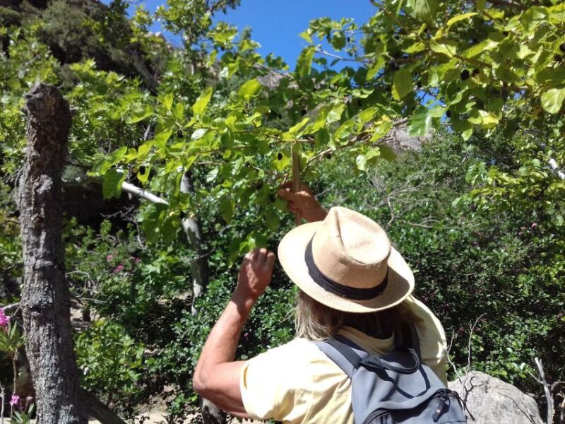 Naxos: Private Minibus Rental with an Experienced Driver - FAQ