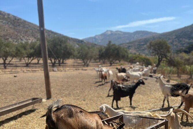 Naxos Private / Semi Private E-Bike Guided Tour Aegean Lush - FAQ